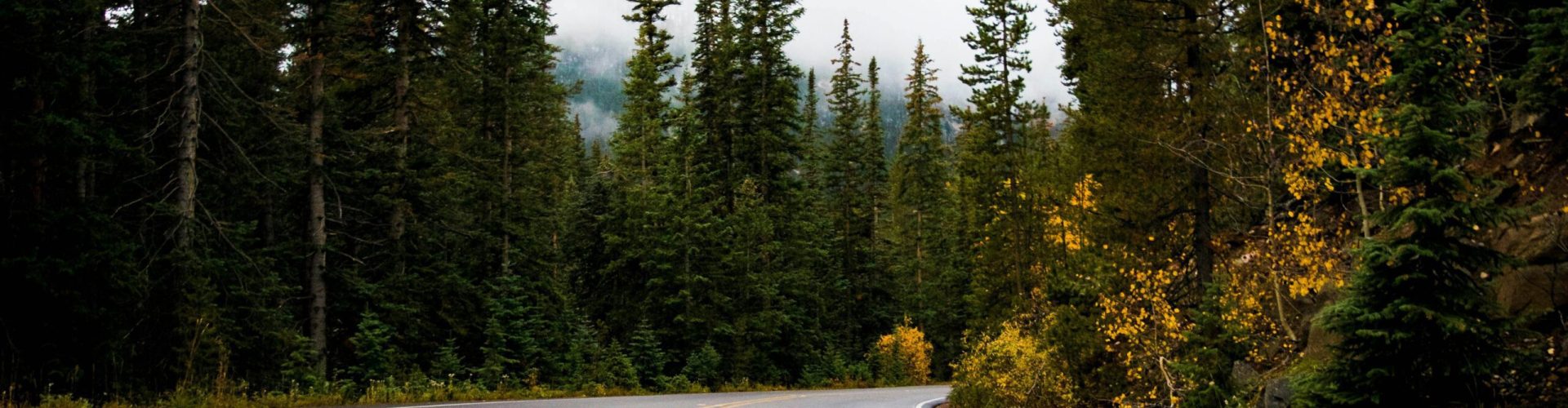 Empty winding road through a scenic forest with fall foliage, perfect for travel inspiration.